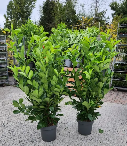 Prunus laur. Rotundifolia 125 150 cm XXL Pot ou Motte Touffe Forte *** Remise importante à partir de 10 plantes **