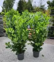 Prunus laur. Rotundifolia 125 150 cm XXL Pot ou Motte Touffe Forte *** Remise importante à partir de 10 plantes **