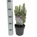 Euonymus Japonica White Spire P17