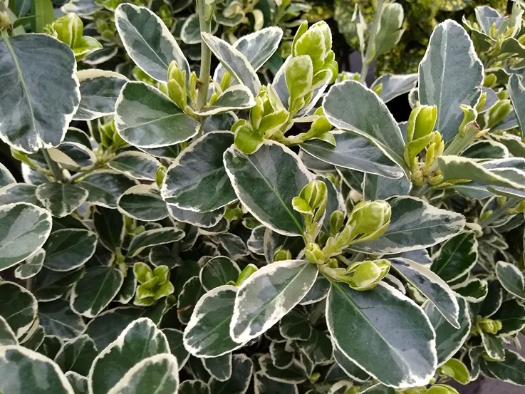 Euonymus japonicus Kathy 40 60 XTRA Touffu Pot P27 cm