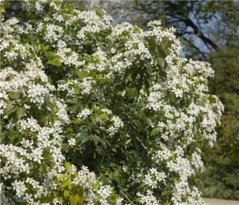 Choisya ternata  40 60 Pot P27 * Oranger du Mexique parfumé.