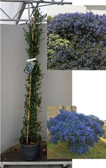 Ceanothus impressus Victoria  Pot C3 Litres