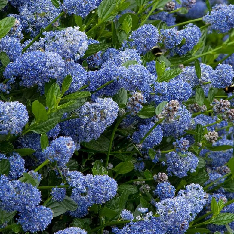 Ceanothus impressus Victoria Pot C3 Litres