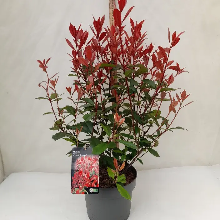 Photinia Fraseri Carré Rouge 080 100 Pot  ** Plus compact, moins de taille**