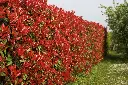 Photinia Fraseri Carré Rouge 080 100 Pot  ** Plus compact, moins de taille**