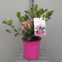 Raphiolepis indica 40 60 cm Pot P17 cm