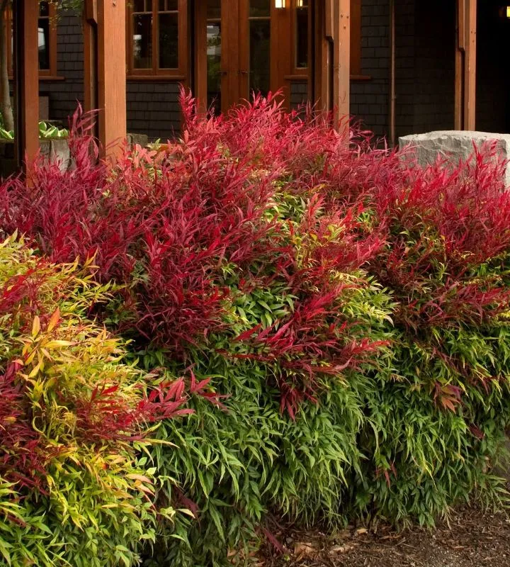 [143699] Nandina domestica Sienna Sunrise Monfar Pot C10Litres