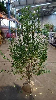 Ligustrum ovalifolium 125 150 Motte * Touffe XXL ** - troène