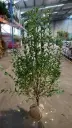 Ligustrum ovalifolium 125 150 Motte * Touffe XXL ** - troène