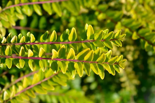 Lonicera nitida Golden Glow Pot C2L