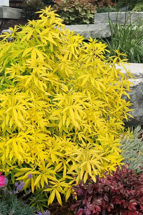 Choisya Ternata Goldfinger Pot C5 * Oranger du Mexique parfumé.