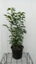 Prunus lusitanica 40 60 cm Pot C2