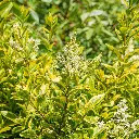 Ligustrum ovalifolium Aureum 60 80 cm Pot C3 - troène doré