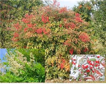 Nandina domestica 80 100 Jardinière Plastic Terracotta 60 cm