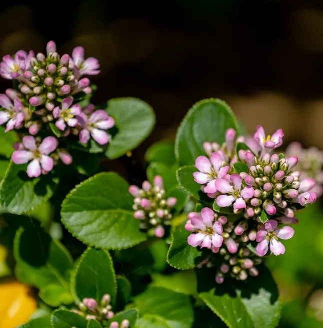 Escallonia Laevis Pink Elle Pot C7,5