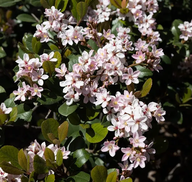 [103706] Escallonia Apple Blossom C10L