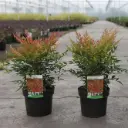 Nandina domestica Sienna Sunrise Monfar Pot C3.6Litres