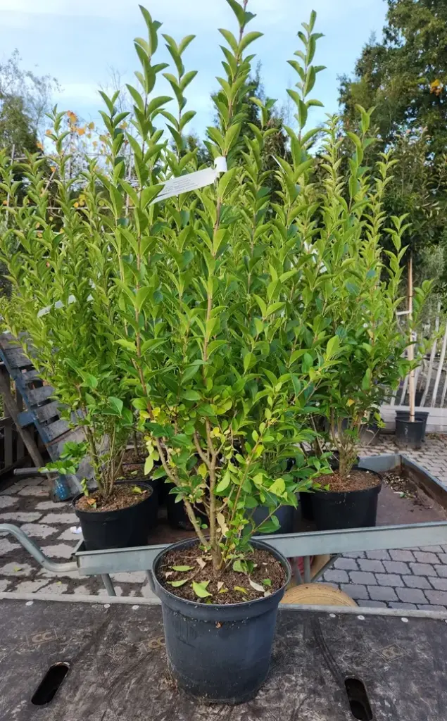Ligustrum ovalifolium POT 100 125 cm Touffe XXL - Troène.*** Remise importante à partir de 10 plantes **