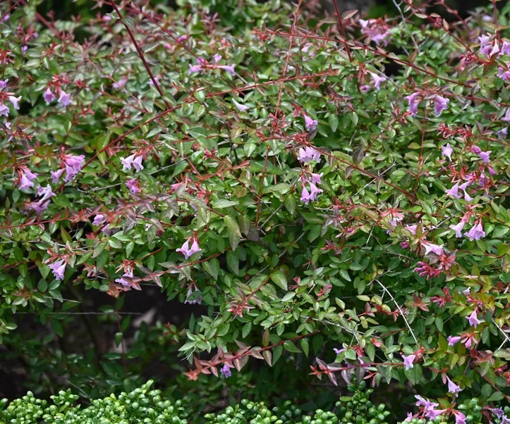 Abelia grandiflora Pot C3Litres