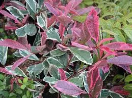 Photinia fraseri Pink Marble Pot C5