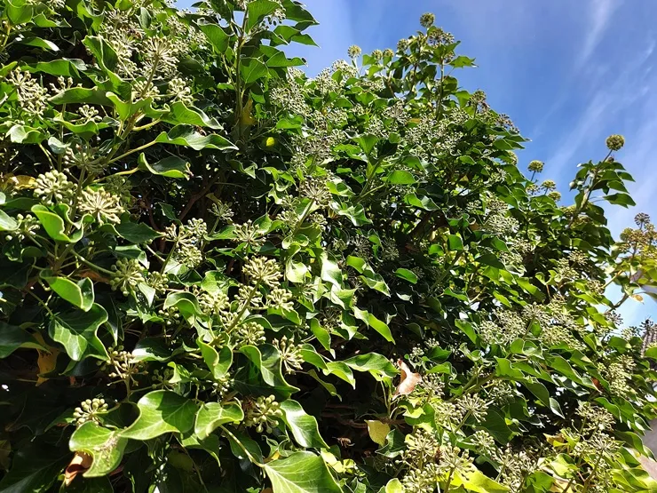 [104308] Hedera helix Arborescens Pot C5 - Lierre arbustif