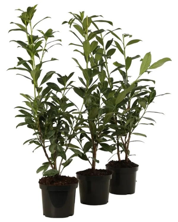 Prunus laurocerasus Caucasica 040 060 Pot C3.5 * Laurier du Caucase"