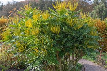 Mahonia media Winter Sun 80/+ pot C12 - Plantes bien trappue et ramifiées **
