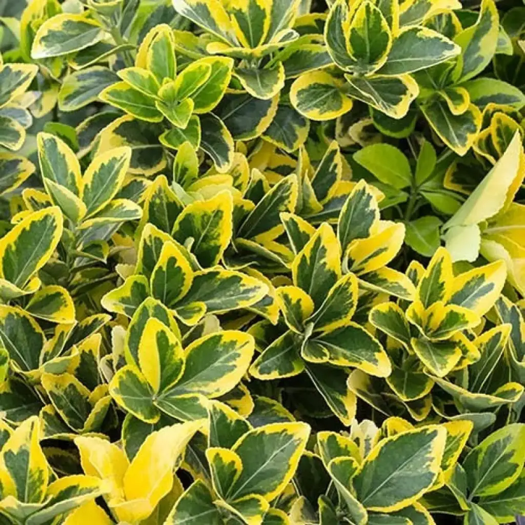 Euonymus japonicus Aureomarginatus 40 50 Pot P27