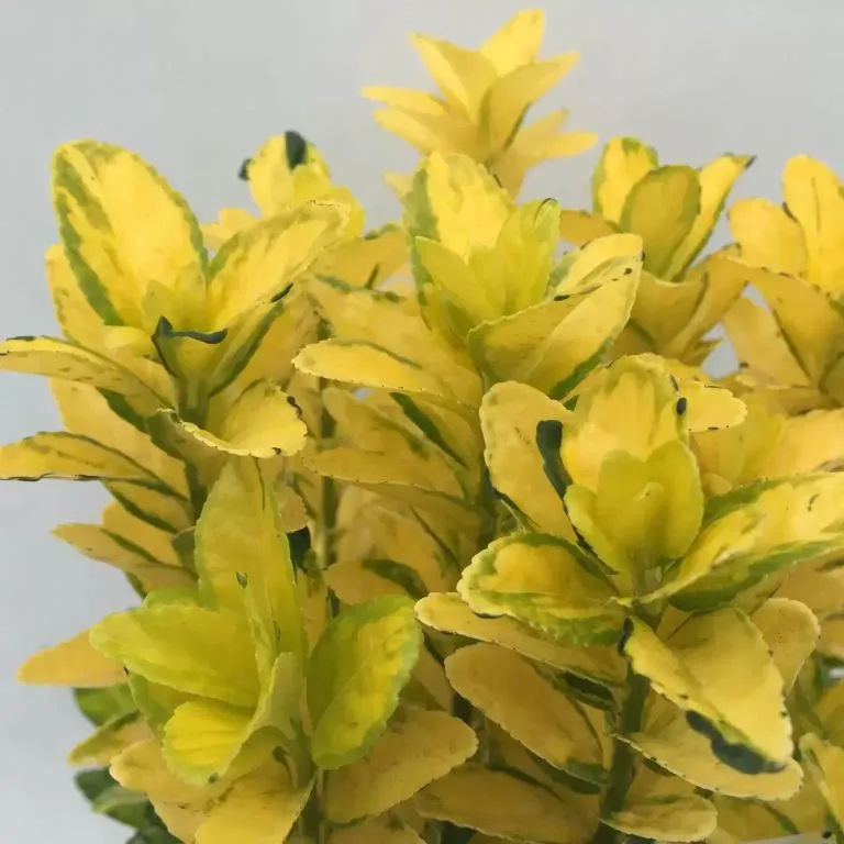 [119165] Euonymus japonicus Goldmine Pot P17 cm