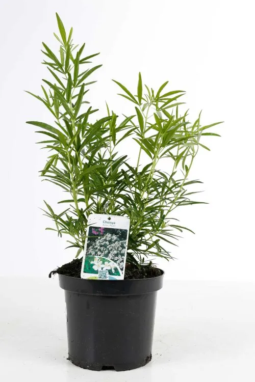Choisya ternata Aztec Pearl 40 50 cm Pot C5 ** Oranger du Mexique parfumé **
