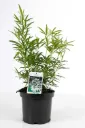 Choisya ternata Aztec Pearl 40 50 cm Pot C5 ** Oranger du Mexique parfumé **