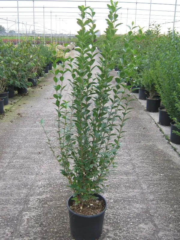 Ligustrum ovalifolium Pot 100 125 cm Pot C3Litres Troène