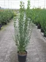 Ligustrum ovalifolium Pot 100 125 cm Pot C3Litres Troène