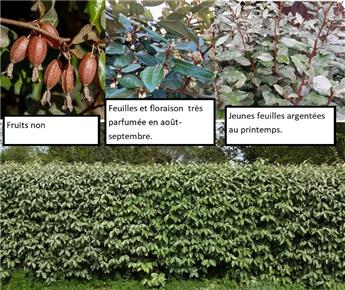 Elaeagnus ebbingei Compacta 125 150 XTRA Motte - Exemplaire exceptionnel.