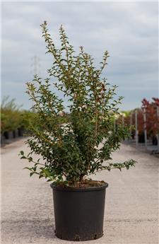 Osmanthus burkwoodii 060 080 buisson Motte ou pot *** Remise importante à partir de 10 plantes **