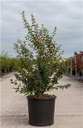 Osmanthus burkwoodii 060 080 buisson Motte ou pot *** Remise importante à partir de 10 plantes **