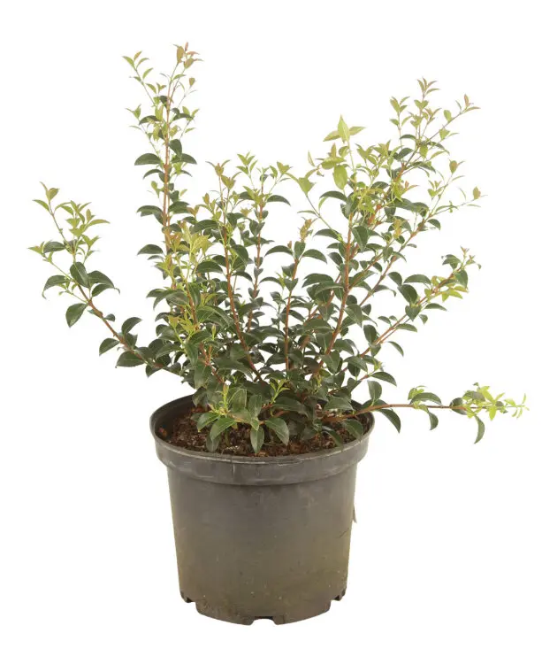 Osmanthus burkwoodii 040 060 cm Buisson Pot C3Litres
