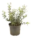Osmanthus burkwoodii 25/+ cm Buisson Pot C3Litres