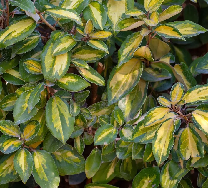 [125911] Elaeagnus Ebbingei Eleador Pot C7.5L