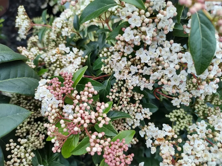 [109901] Viburnum tinus Eve Price Pot C5L