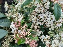Viburnum tinus Eve Price Pot C5L