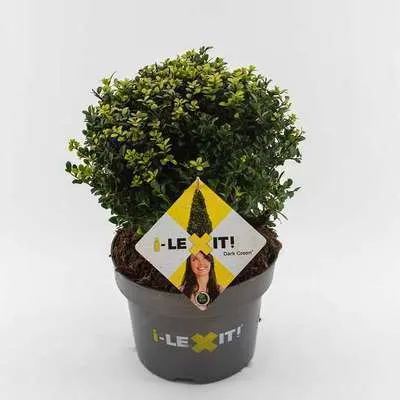 Ilex crenata Dark Green Boule D15 20 cm Pot -Alternative aux buis.
