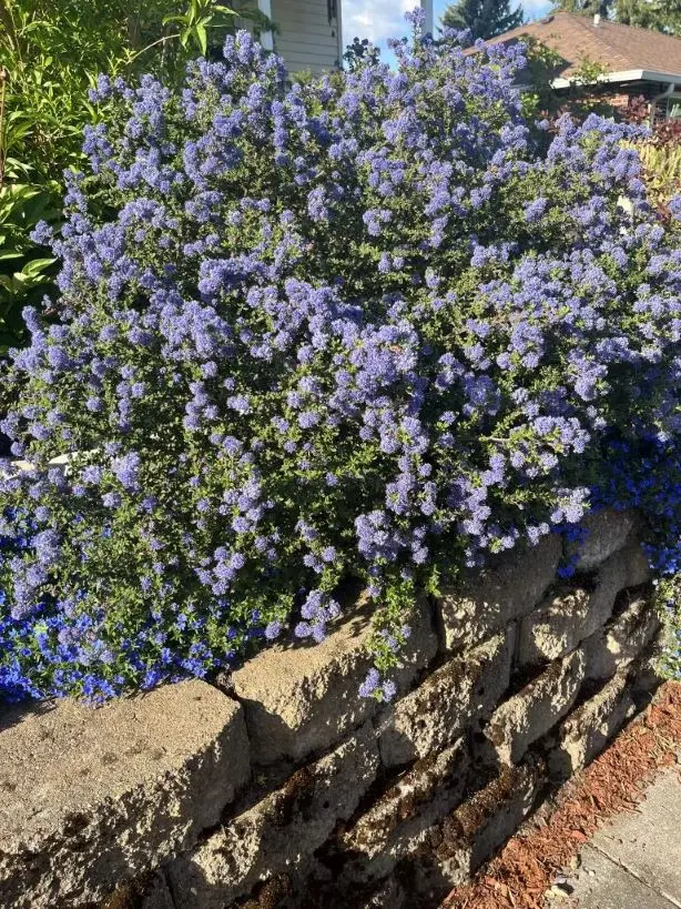 Ceanothus Julia Phelps 60 80 cm Pot C10L