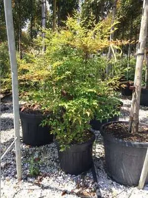 Nandina domestica 100 125 cm XXL Pot C30Litres