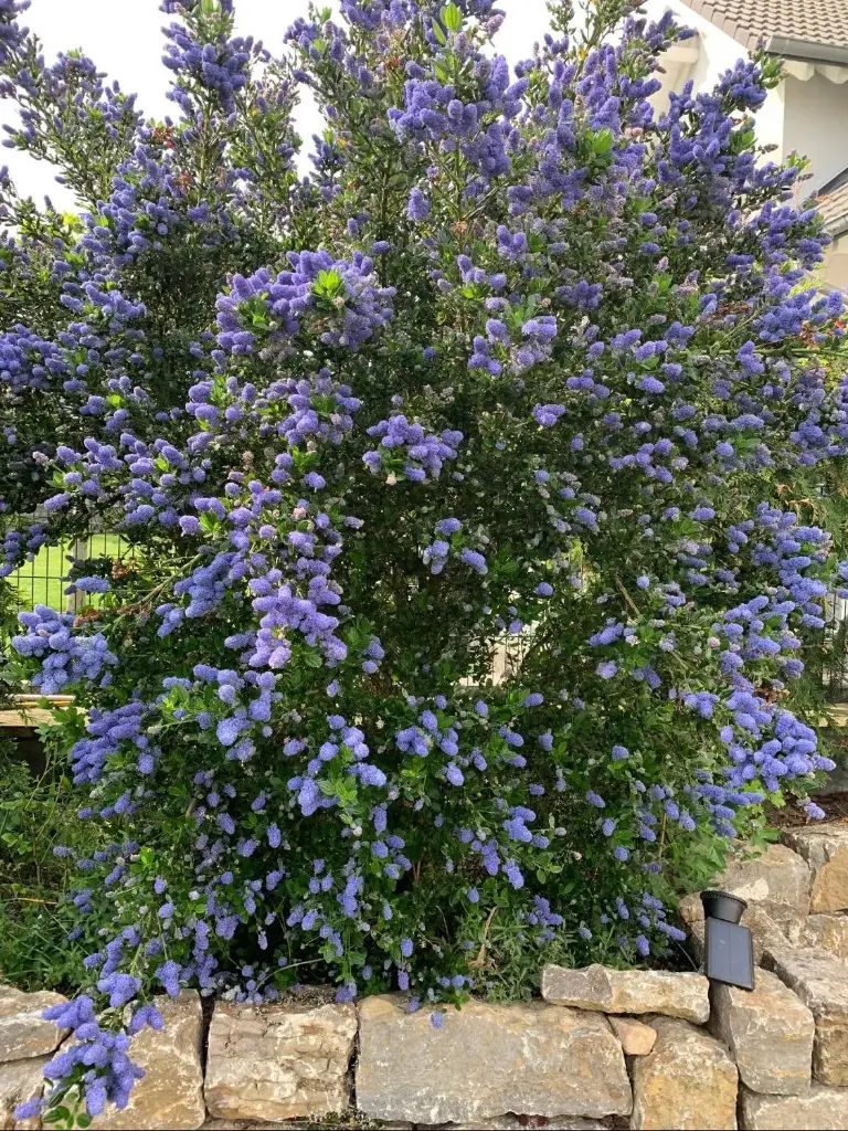 Ceanothus impressus Victoria 100 125 cm Pot C10
