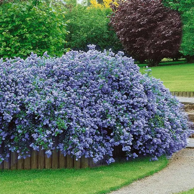 Ceanothus thyrsiflorus Repens Pot C4