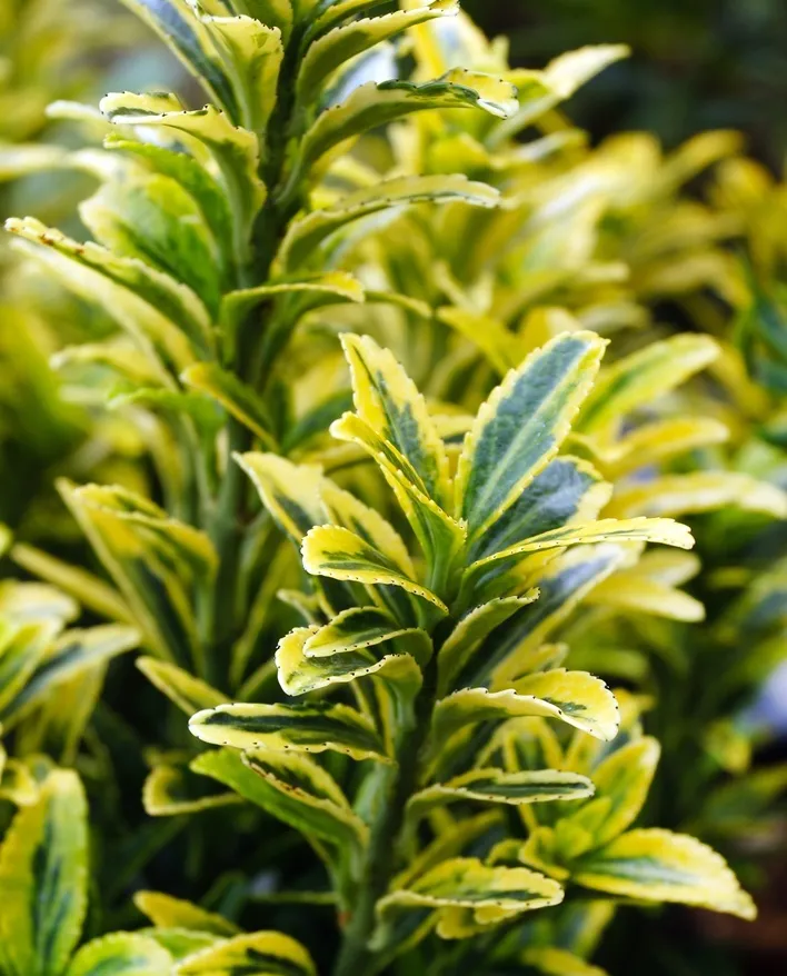 [131095] Euonymus japonicus Microphyllus Aureovariegatus Pot P27