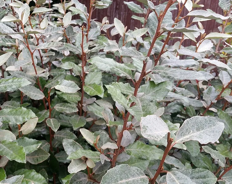 [122420] Elaeagnus ebbingei Compacta Pot C5L