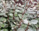 Elaeagnus ebbingei Compacta Pot C5L