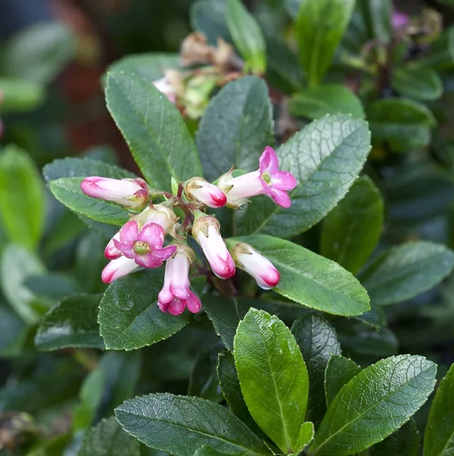 Escallonia Donard Star Pot C5Litres